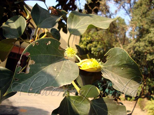 Pipli Tree